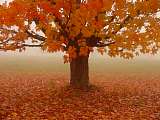 fogmaple_160x120.jpeg
